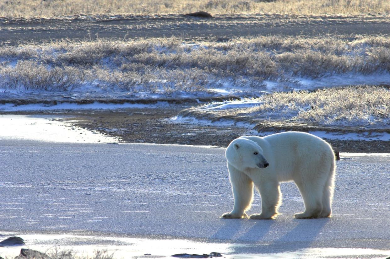 There's evidence of sea-ice related declines in two subpopulations of polar bears, including those of the western Hudson Bay, according to the International Union for Conservation of Nature. (Submitted by Andrew Derocher - image credit)