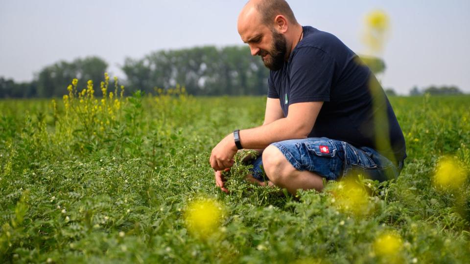 Landwirt Jonas Schulze Niehoff kontrolliert die Blüten der Kichererbsen, die er in der Magdeburger Börde angebaut hat.