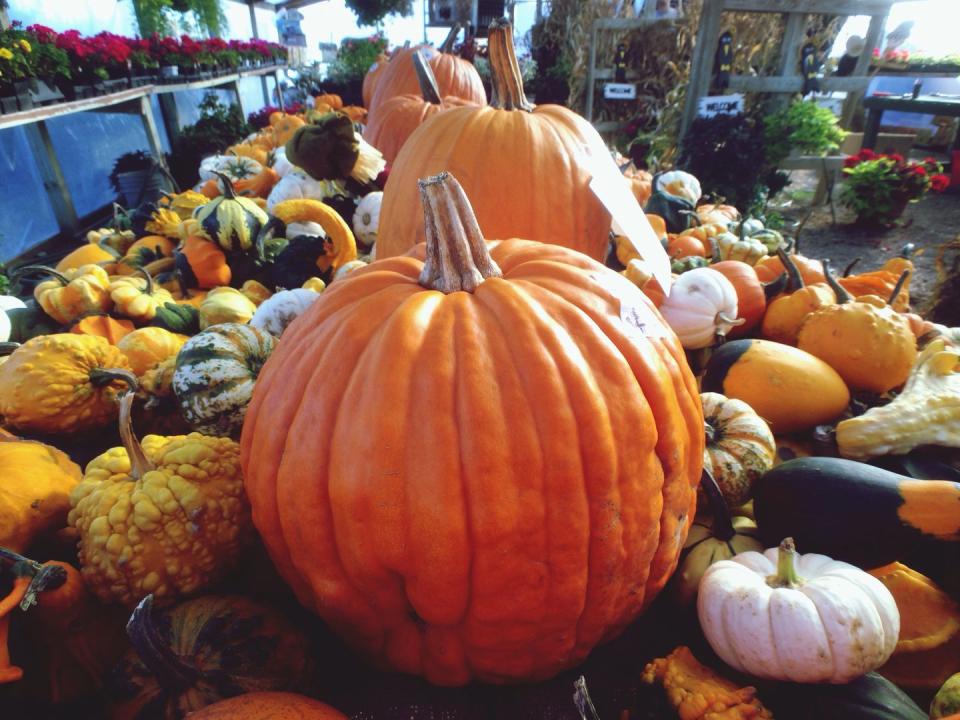 <p><em><strong>Which country holds the record for the largest pumpkin ever?</strong></em></p><p>Answer: Switzerland! Weighing in at a whopping 856 kilograms (just shy of 2,000 pounds), the pumpkin was grown in 2015 and wasn't fit for consumption. </p>