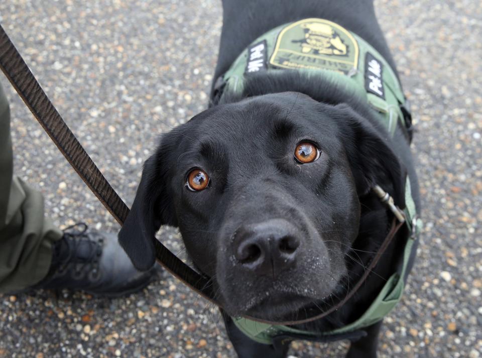 Cara, a comfort dog with the Strafford County sheriff's office, welcomes attention from the public.