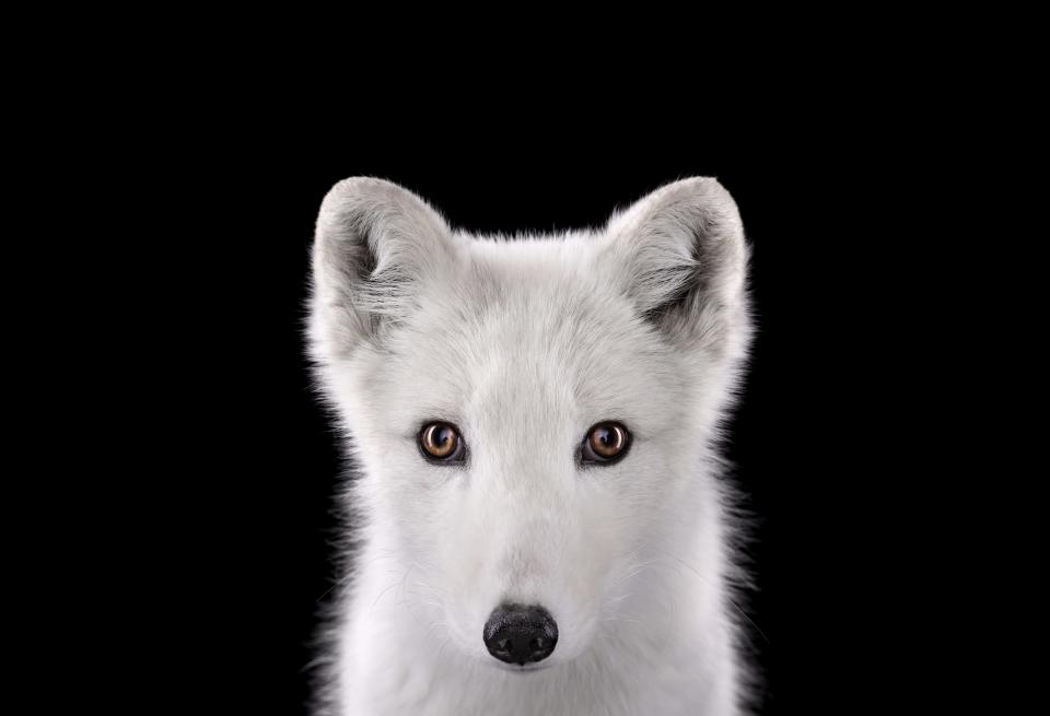 Brad's work, including this picture of an arctic fox, has also been used on over 400 book covers (Brad Wilson/Doinel Gallery)