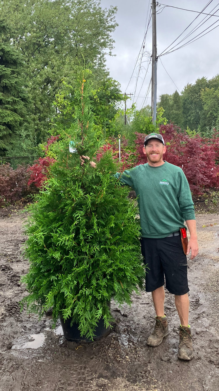Kurt Minor, manager and vice president of Minor's Garden Center in Milwaukee, stands with a deer-resistant arborvitae.