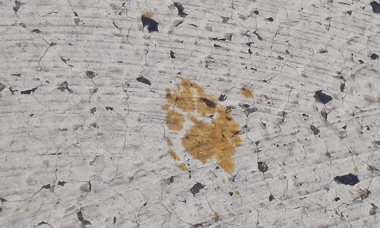 <span>Footprints believed to be from a cat that fell into a tank containing toxic hexavalent chromium at the Nomura Plating Fukuyama factory.</span><span>Photograph: Nomura Plating/AFP/Getty Images</span>