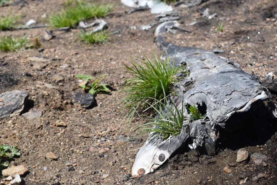 Parts of a DC-6 poke out of the ground on the side of Crystal Peak west of Fort Collins on June 1. The plane, United Airline Flight 610, crashed along the mountainside on June 30, 1951, and remnants of it remain for hobbyist wreck chasers to find and analyze.