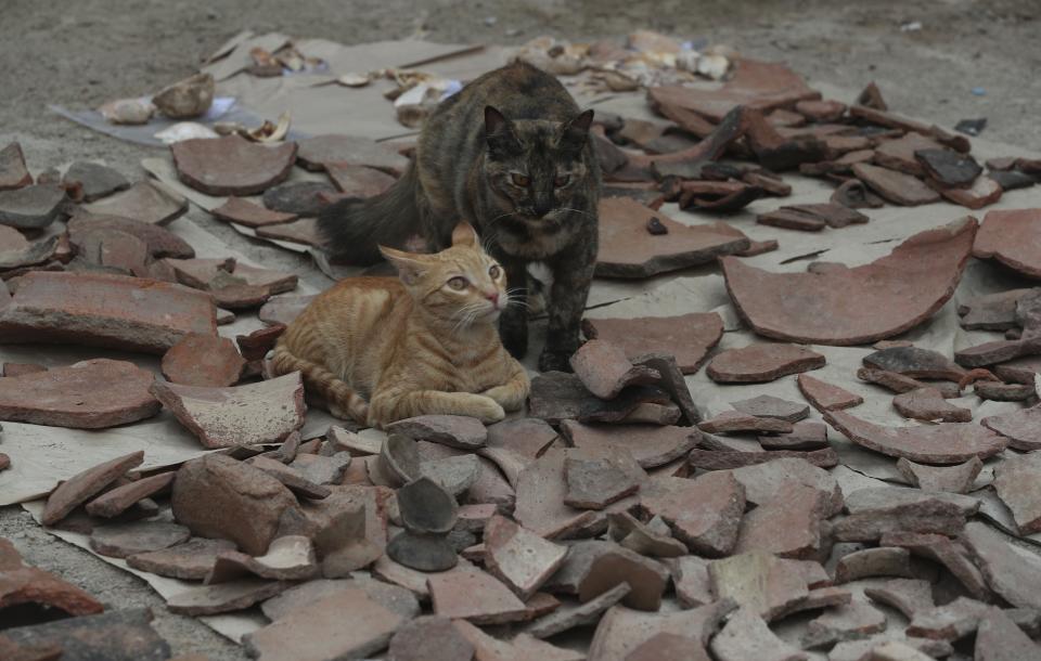 En esta foto del 12 de febrero de 2020, los gatos descansan entre pedazos de vasos rotos de una cultura preincaica que fueron descubiertos durante la excavación de una línea de gas natural a través del barrio Puente Piedra de Lima, Perú. (AP Foto / Martín Mejía)