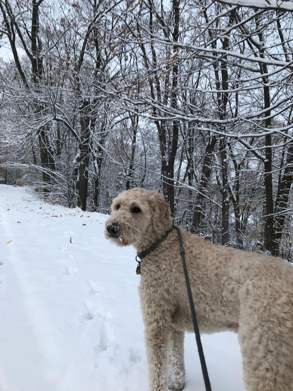 Henry greeted Wausau's first snowstorm with serene acceptance when we went out for a walk Sunday morning.