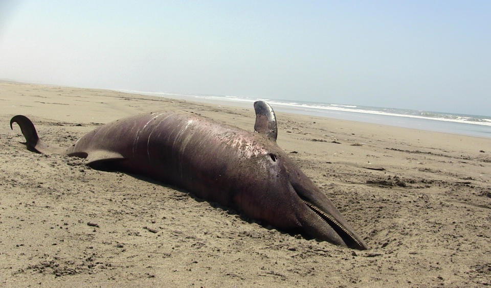 A dolphin carcass lies on the beach at Puerto Eten in Lambayeque, Peru, Saturday, Jan. 4, 2014. More than 400 dead dolphins were found last month on the Pacific Ocean beaches where twice that amount were encountered in 2012, Peruvian officials said Monday. Authorities never established the cause of death in 2012. They are doing autopsies now on the dolphins found in January in the Lambayeque region. (AP Photo/Str)