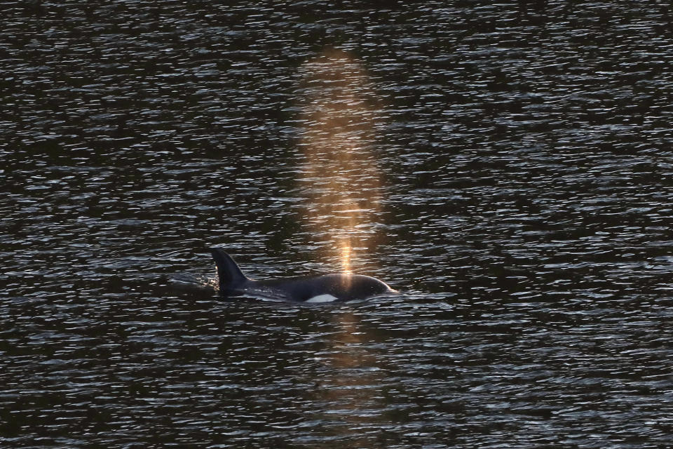 A two-year-old female orca calf swims in Little Espinosa Inlet near Zeballos, British Columbia, Friday, April 19, 2024. The calf has been trapped alone in the lagoon since its pregnant mother became stranded on a rocky beach at low tide and died four weeks earlier. A rescue plan involves trying to corral the female calf into a shallow part of the 3-kilometer lagoon, using boats, divers and a net, before she would be placed in a large fabric sling and hoisted onto a transport vehicle. (Chad Hipolito/The Canadian Press via AP)