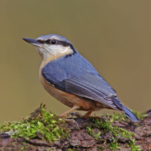 Look out for nuthatches in the November garden - Credit: Gary Chalker/Moment RF