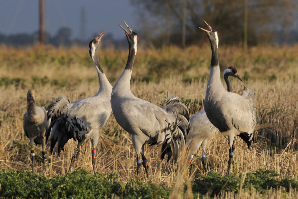 Eurasian cranes, Somerset Levels 