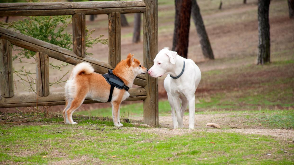  Two dogs sniffing each other in a park. 