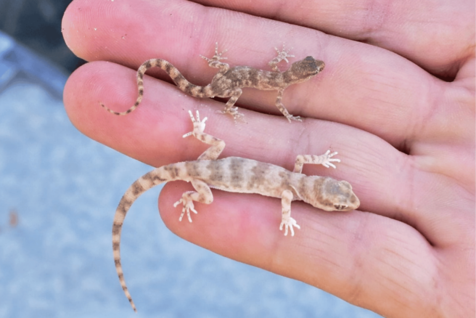 A researcher holds an Alsophylax ferganensis gecko (top) and Alsophylax emilia gecko (bottom) in one hand.