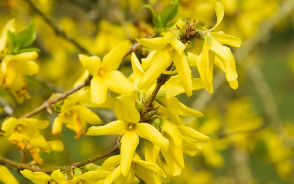 Early riser: the elegant Forsythia suspensa ‘Nymans’ - www.gapphotos.com 