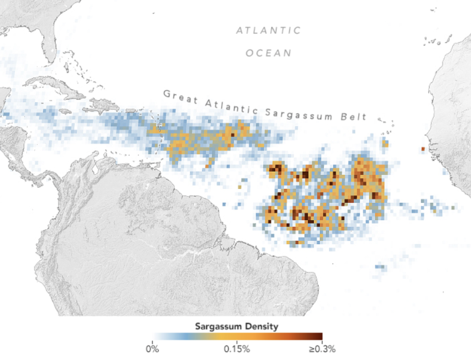 A belt of seaweed, stretching from the west coast of Africa to the Gulf of Mexico, was found to be the largest on record for March, according to NASA (NASA Earth Observatory images by Lauren Dauphin and Joshua Stevens, using MODIS data courtesy of Brian Barnes at the University of South Florida (USF))