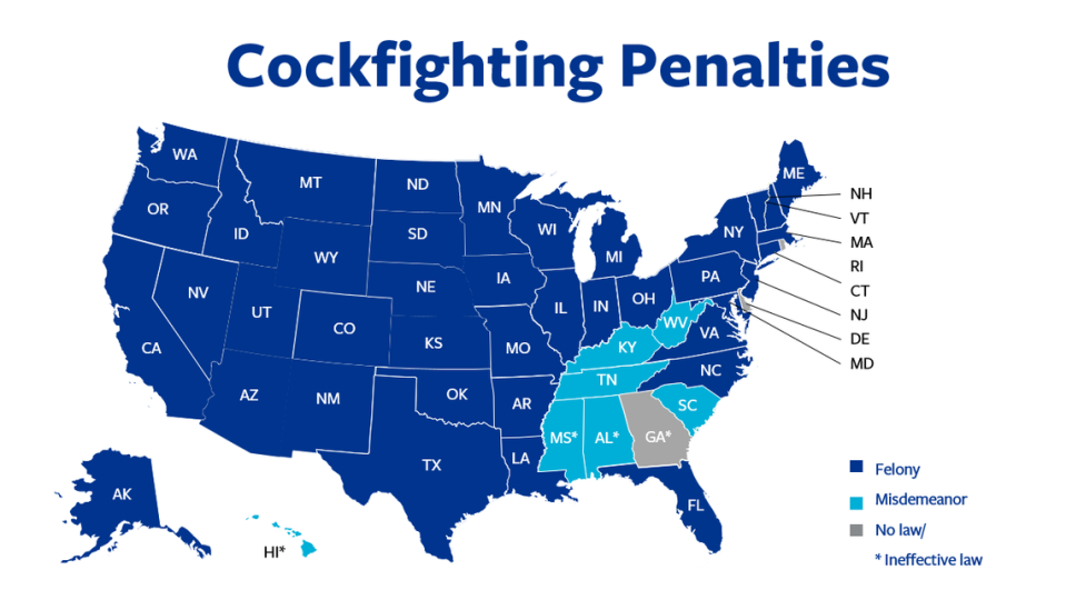 Kentucky is one of just seven states where cockfighting is only a misdemeanor under state law, according to the Humane Society of the United States. It is a felony under state law in most states. Humane Society of the United States