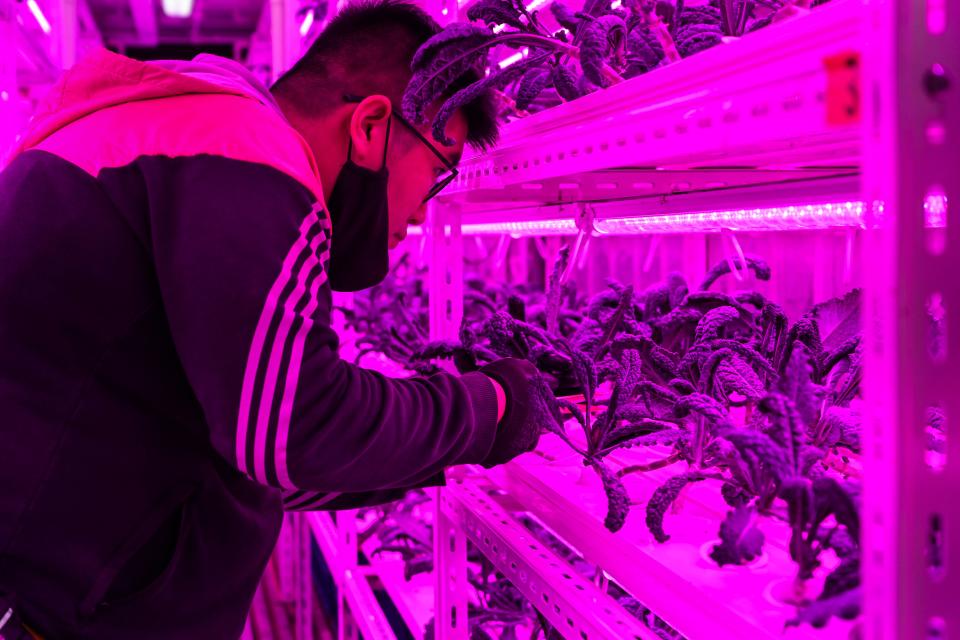 En este contenedor la empresa prueba un sistema nuevo de hidroponía (método para cultivar plantas en disoluciones minerales en vez de en suelo agrícola) desarrollado por una compañía japonesa. (Foto: Roslan Rahman / AFP / Getty Images).