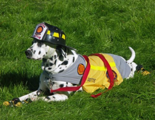 Train your Dog for Search and Rescue