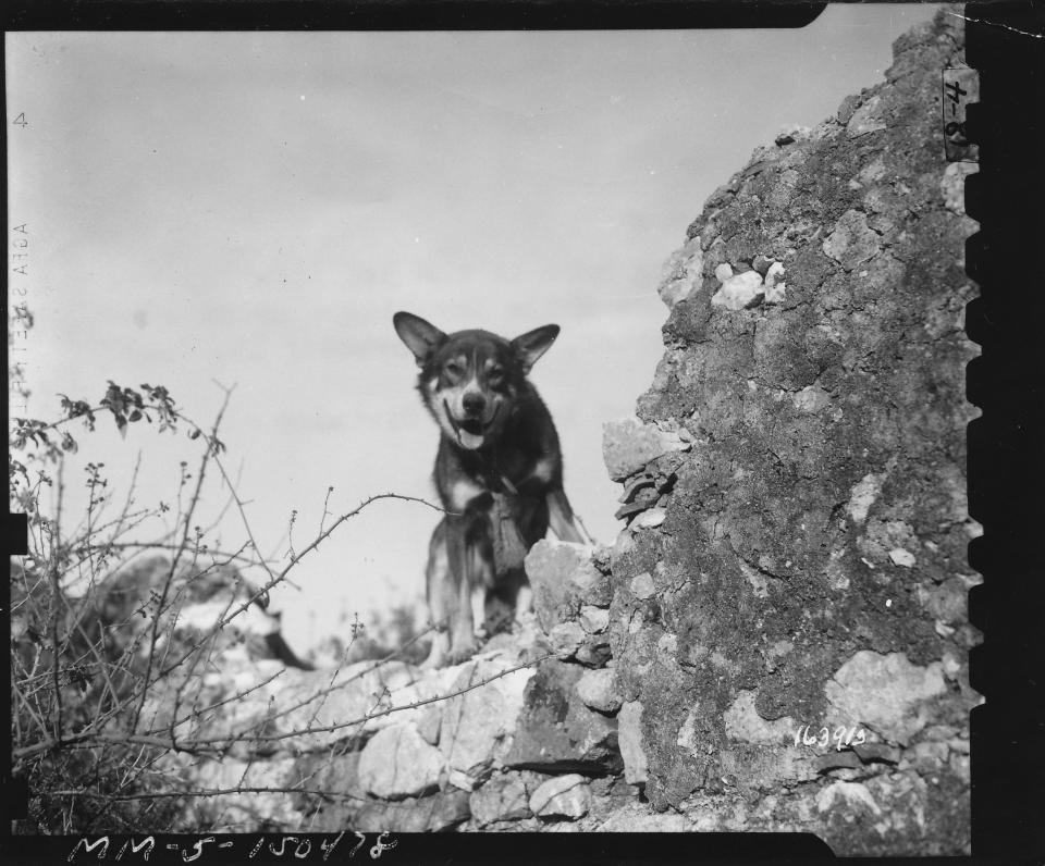 The dog met Winton Churchill during the Second World War (Picture: PA)