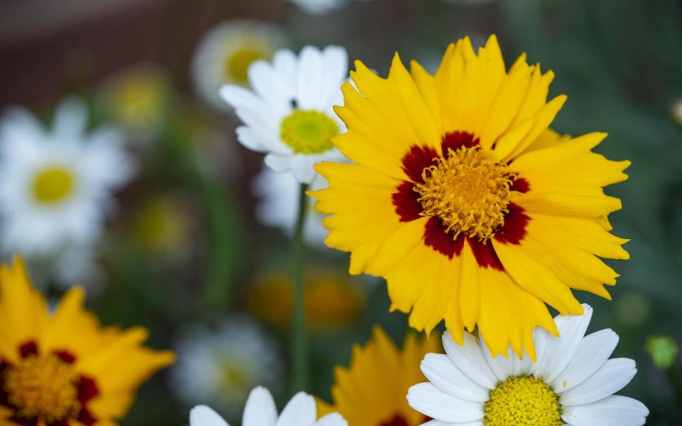 Coreopsis grandiflora 'Sunkiss' - Neil Hepworth