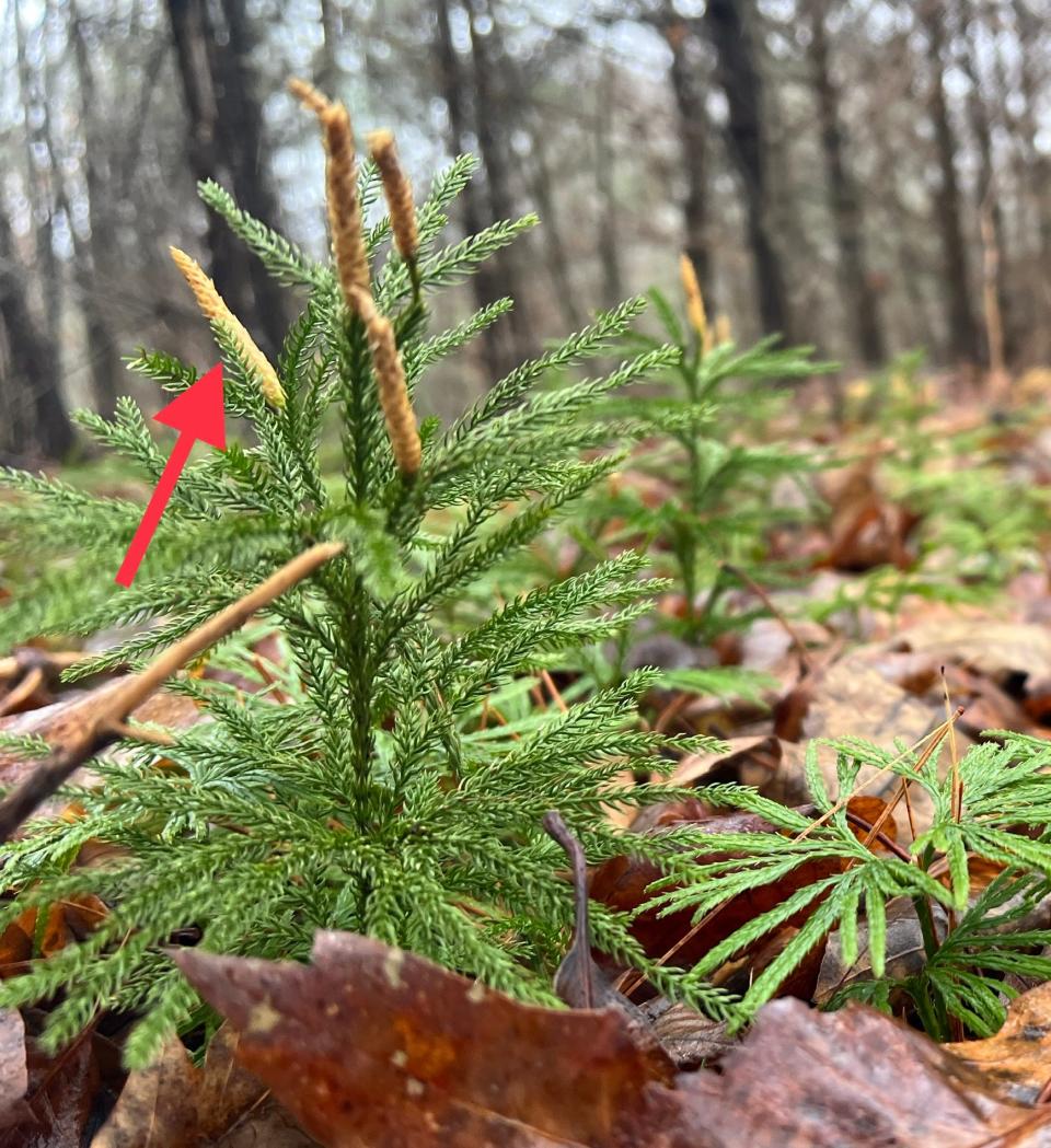 Spore-producing strobili is seen at Great Works Land Trust. The strobili is what releases the cloud of spores- the lycopodium powder which was used for early flash photography.