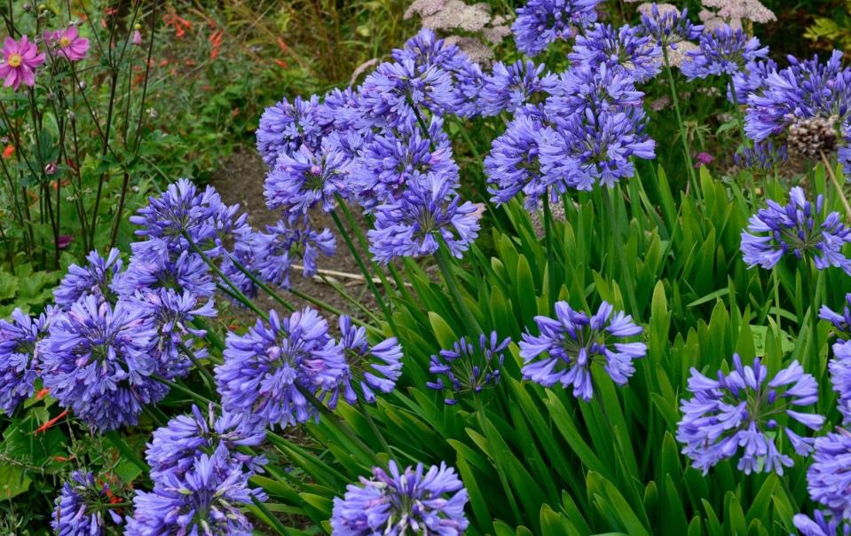 Drought-friendly agapanthus could replace hydrangeas in British gardens - Alamy 