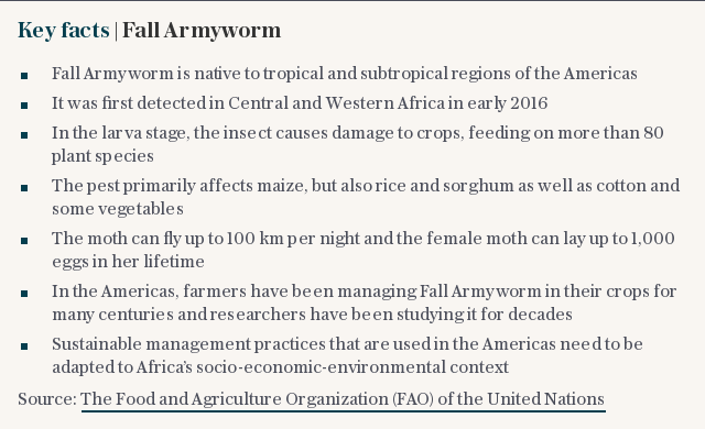 Key facts | Fall Army Worm