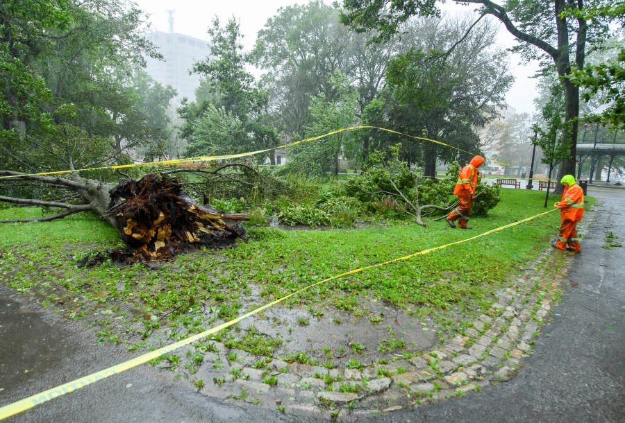 City of Saint John workers put caution tape around a large tree that fell in King’s Square, in Saint John, N.B on Saturday, Sept. 16, 2023. Severe conditions were predicted across parts of Massachusetts and Maine, and hurricane conditions could hit the Canadian provinces of New Brunswick and Nova Scotia, where the storm, Lee, downgraded early Saturday from hurricane to post-tropical cyclone, was expected to make landfall later in the day. (Michael Hawkins /The Canadian Press via AP)