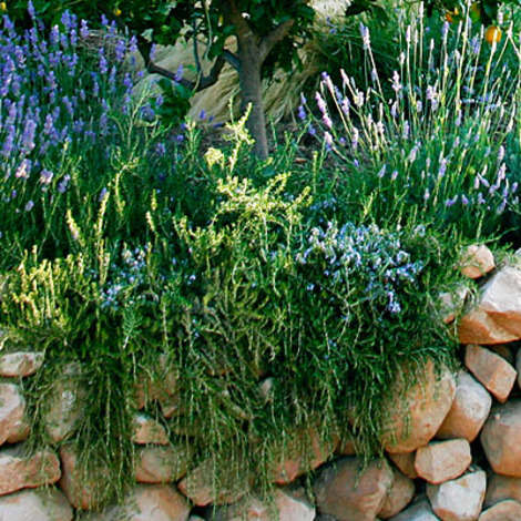 Rosemary and lavender 