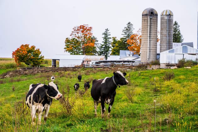 Current Democratic tax proposals do not actually target family farms, like this one in Wisconsin, but that isn't stopping opponents from invoking them. (Photo: KEREM YUCEL via Getty Images)