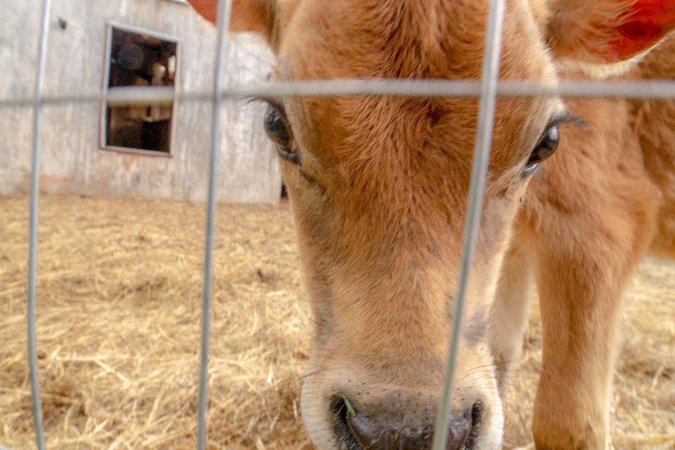 Melissa Marsh has felt sorry for male calves since she was Melissa Thorpe growing up in Westerly, visiting her grandparents' dairy farm and learning what happened to them.