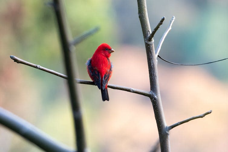 A small red bird.