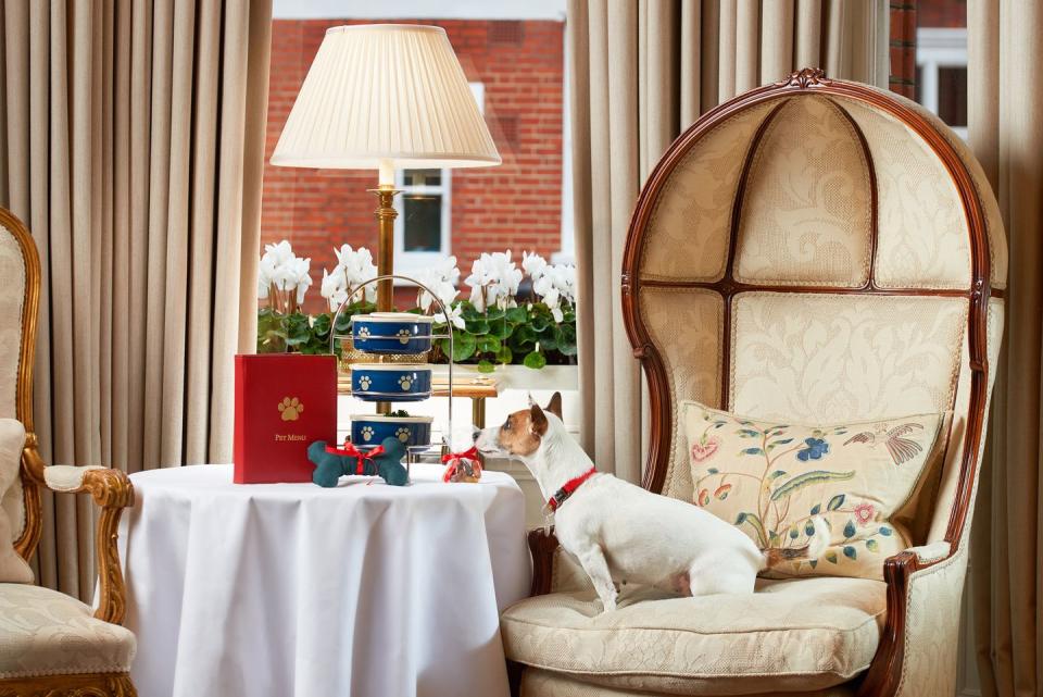 dogfriendly hotels in london