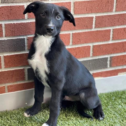 Cole and his brother, Dylan, were strays in Edmond that no one claimed. They are 15 weeks old now and ready to go home with you. Can be adopted either separately or together. To meet Cole, call 405-216-7615 or visit the Edmond Animal Shelter at 2424 Old Timbers Drive in Edmond during open hours.