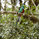 All Trogons are spectacular, but we were amazed at the beauty of the Resplendent Quetzel. Sighted In the dense green of the cloud forest the Quetzel presented a dazzling display of emerald green crest, red chest and white tail with four spectacular extended uppertail coverts floating behind. Sighted high in the Pacific-facing slopes of the Cerro de la Muerte cloudforest of central Costa Rica.By: Ian.Kate.Bruce's Wildlife