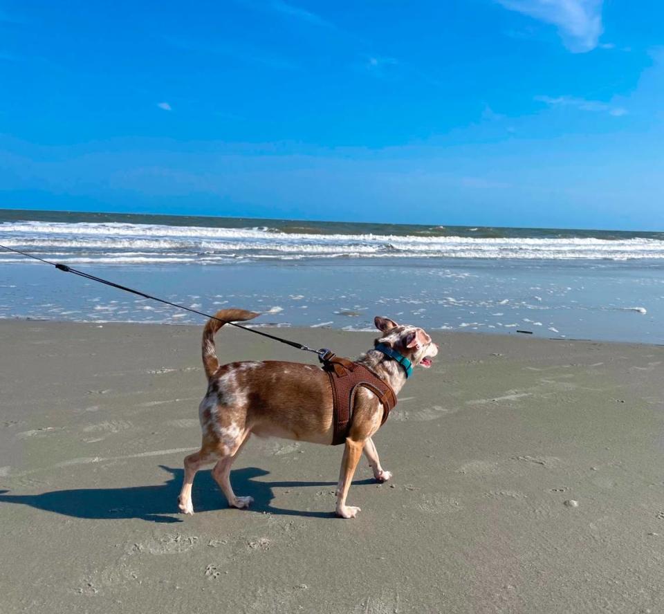 Local dog enjoying Driessen Beach on Hilton Head Island SC.