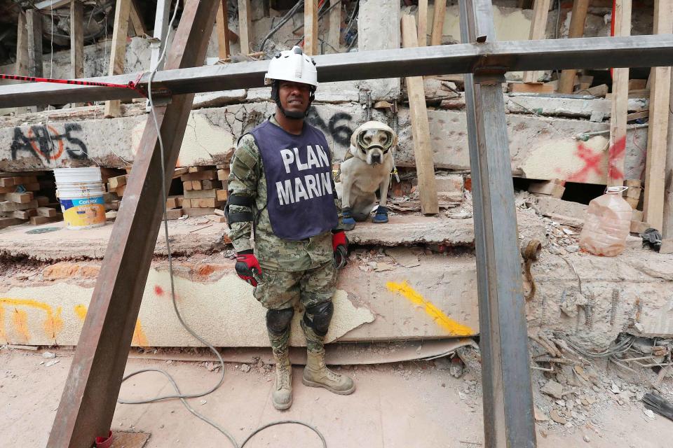 <p>CIUDAD DE MEXICO, Earthquake/Terremoto-CDMX.- Aspectos de las labores de rescate y búsqueda de sobrevivientes que tuvieron lugar este 23 de septiembre de 2017, en el edificio colapsado del Colegio Enrique Rébsamen, ubicado en la calle Rancho Tamboreo y Calzada de las Brujas, en Coapa, al Sur de la Ciudad de México. En imagen, un militar en compañía de “Frida”, can de rescate de la Heroica Escuela Naval Militar que apoya las labores de búsqueda. Foto: Agencia EL UNIVERSAL/Ariel Ojeda/AFBV </p>