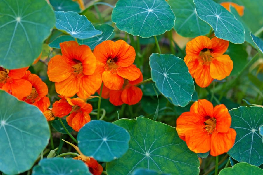 Nasturtium – South American trailing plant with round leaves and bright orange, yellow, or red ornamental edible flowers