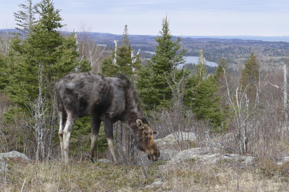 FILE - A moose is seen in Isle Royale, Mich., in an undated file photo. It's a ghastly sight: ticks by tens of thousands burrowed into a moose's broad body, sucking its lifeblood as the agonized host rubs against trees so vigorously that much of its fur wears away. Winter tick infestation is common with moose across the northern U.S. — usually survivable for adults, less so for calves but miserable either way. And climate change may make it worse, scientists reported Monday, Nov. 22, 2021. (Sarah Hoy/Michigan Tech University via AP)