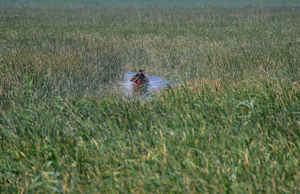 A marsh Arab man collects reeds from the wetlands that will later be sold or used for domestic use, in Chibayish, Iraq, Saturday, May, 1, 2021. Deep within Iraq's celebrated marsh lands, conservationists are sounding alarm bells and issuing a stark warning: Without quick action, the UNESCO protected site could all but wither away. (AP Photo/Anmar Khalil)