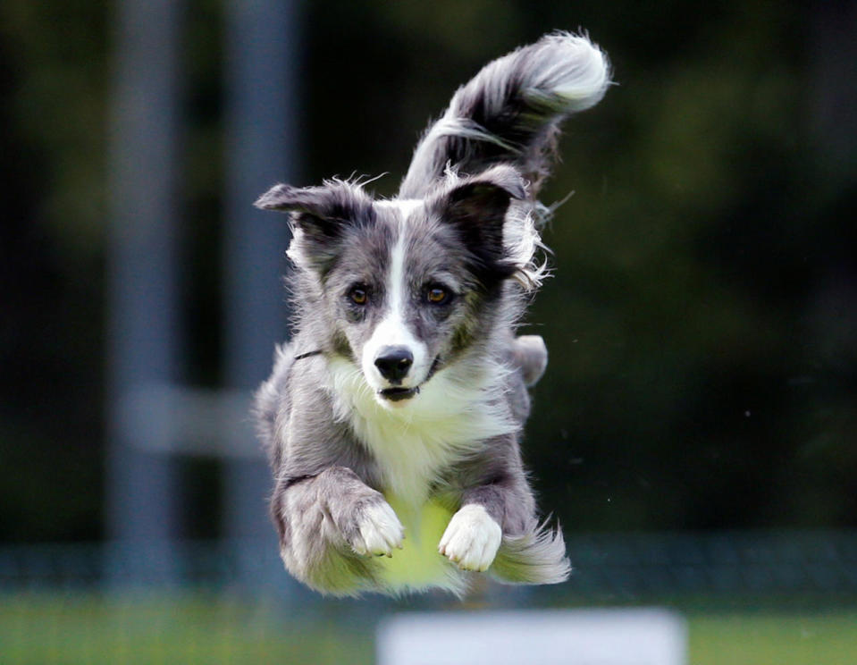 Flying Dogs competition