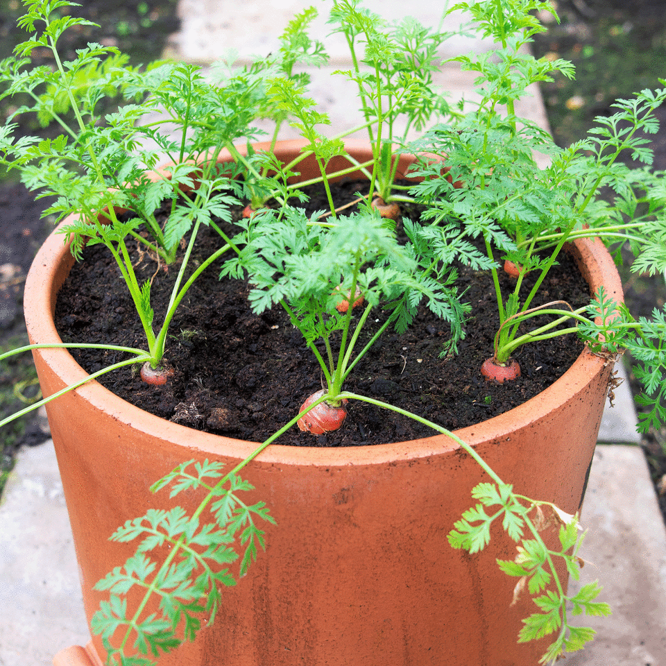 Carrots growing in pots