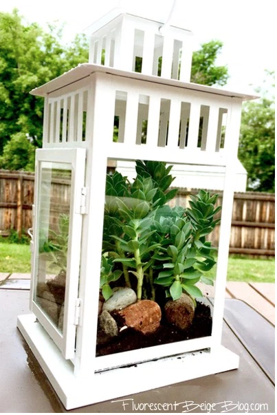 Turn a Lantern Into a Terrarium