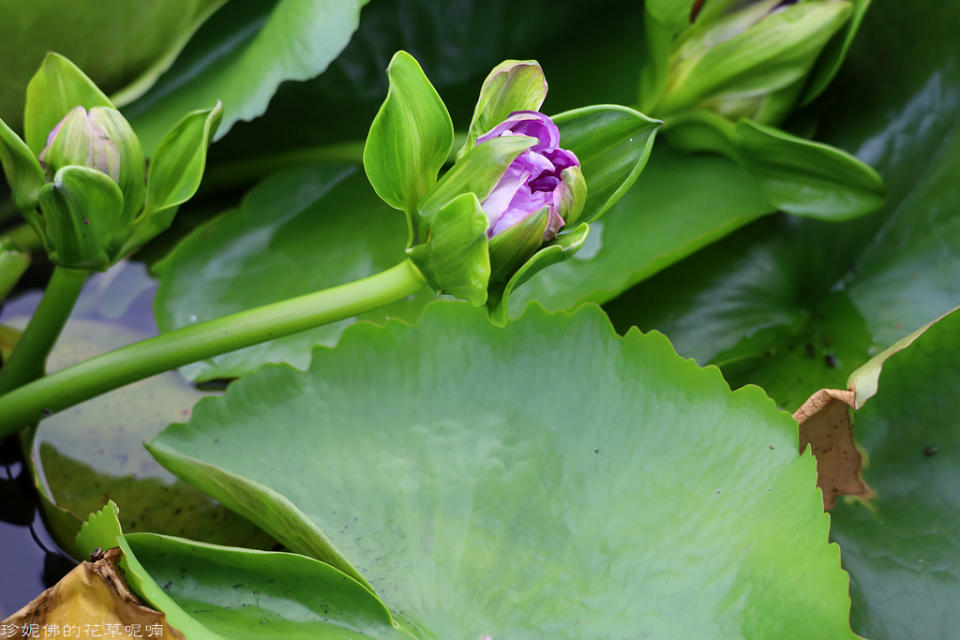 蓮緣香水蓮花園