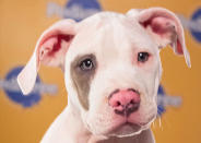 Elias, a 12-week-old pit bull, was born in a Los Angeles animal shelter. (Photo by Keith Barraclough/DCL)