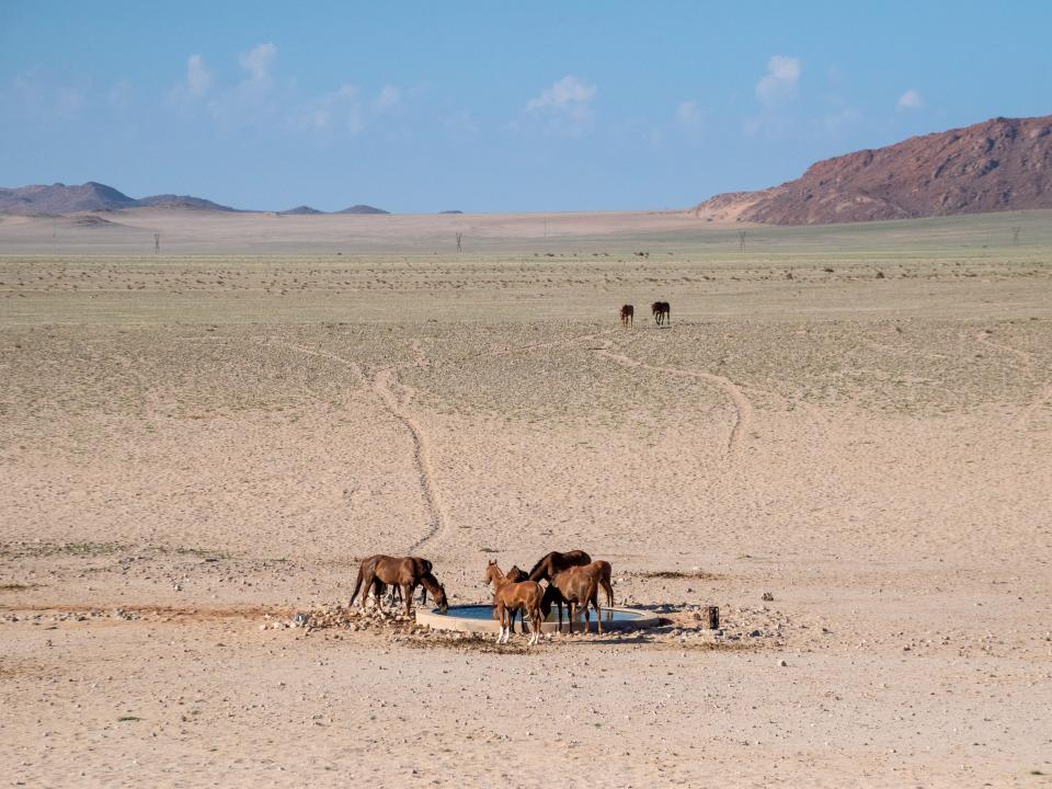 Ghost horses drinking water in the middle of the Namib desert.