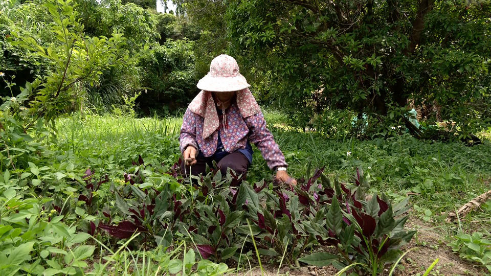 林陳菊妹家族世居竹東務農，擔心未來會因徵收無地可耕。
