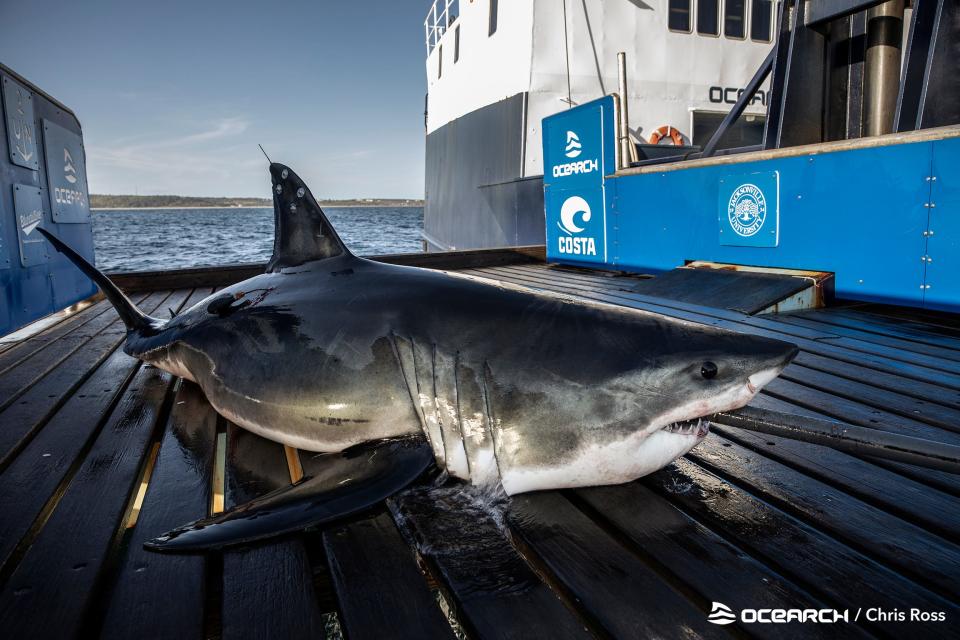 On May 8, great white Shark Keji pinged off Marco Island for the second time in two days and fourth time this year. Keji was tagged by Ocearch Sept. 22, 2021, off Ironbound Island, Nova Scotia.