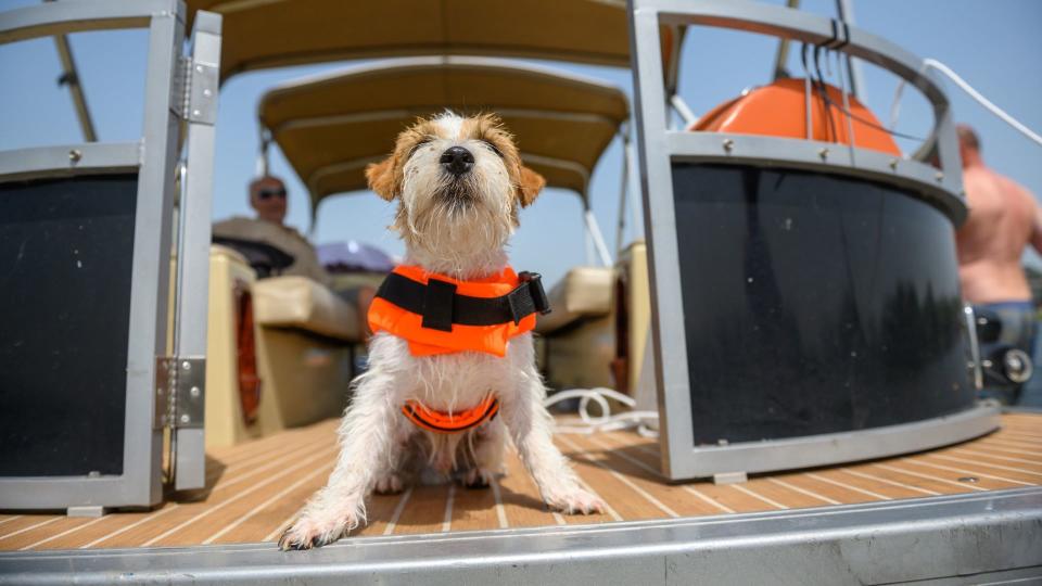 Dog on a boat