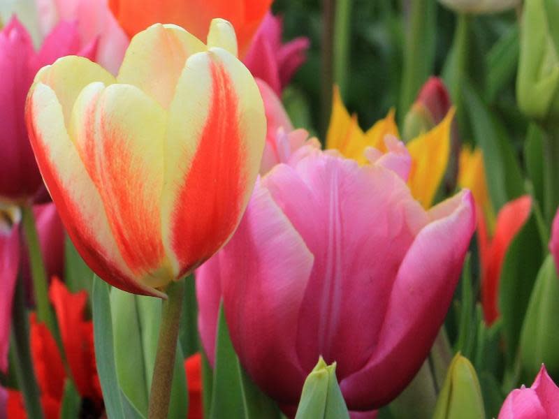 Besonders im Frühjahr lohnt sich eine Reise durch das holländische Blumenparadies. Foto: Bernd F. Meier