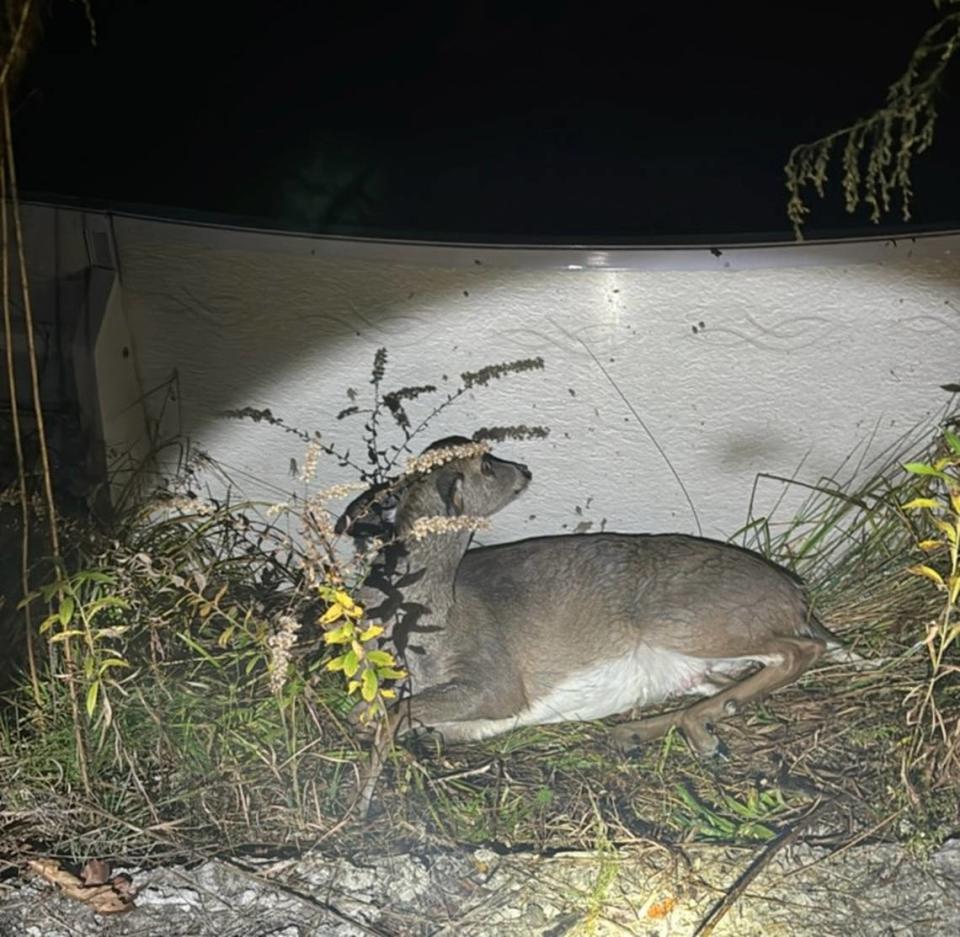 A female deer took a minute to catch her breath after being freed from a swimming pool in Pittsboro. The doe and a buck were stuck in the pool in Bear Creek.